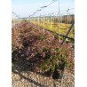 ABELIA EDWARD GOUCHER En pot de 15-20 litres buisson hauteur 080-100 cm