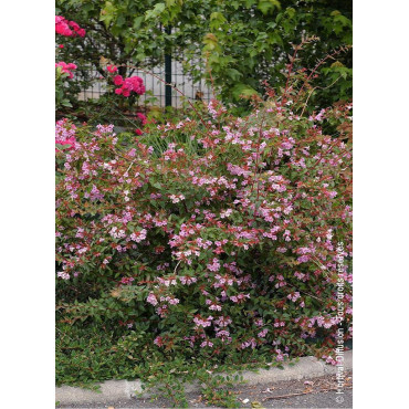 ABELIA EDWARD GOUCHER