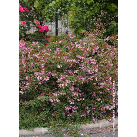 ABELIA EDWARD GOUCHER (Abélia Edward Goucher)
