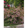 ABELIA EDWARD GOUCHER