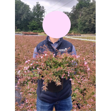 ABELIA EDWARD GOUCHER En pot de 4-5 litres buisson hauteur 030-040 cm