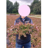 ABELIA EDWARD GOUCHER En pot de 4-5 litres buisson hauteur 030-040 cm