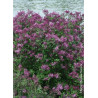 SYRINGA BLOOMERANG ® DARK PURPLE (Lilas)2