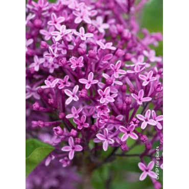 SYRINGA BLOOMERANG ® DARK PURPLE (Lilas)