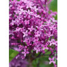 SYRINGA BLOOMERANG ® DARK PURPLE (Lilas)