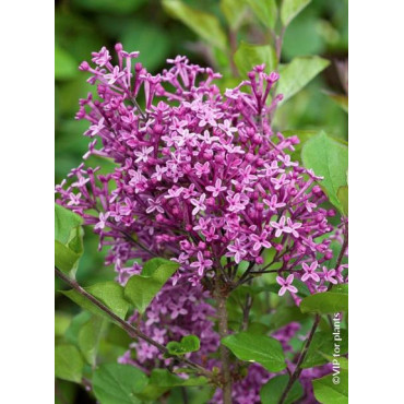 SYRINGA BLOOMERANG ® DARK PURPLE (Lilas)1