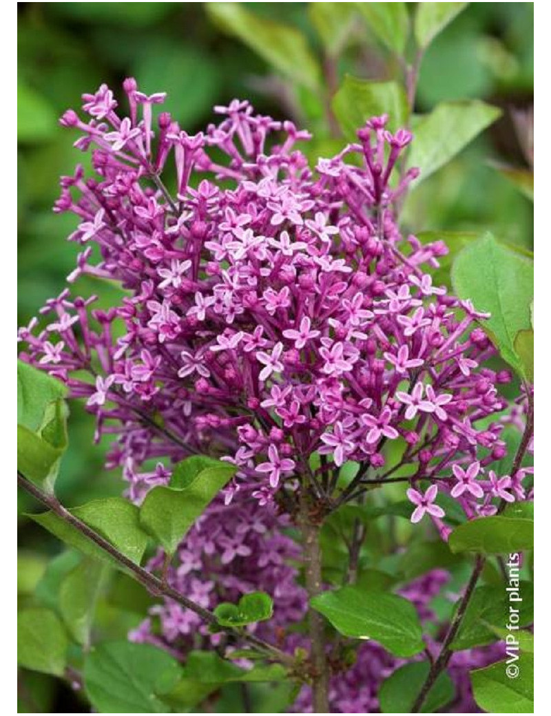 SYRINGA BLOOMERANG ® DARK PURPLE (Lilas)1