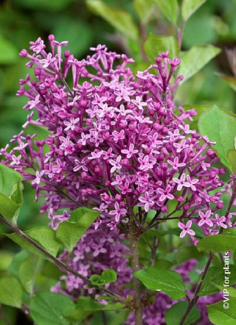SYRINGA BLOOMERANG DARK PURPLE