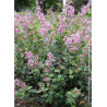 SYRINGA BLOOMERANG ® PINK PERFUM (Lilas)2