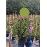 SYRINGA BLOOMERANG ® PINK PERFUM (Lilas) En pot de 10-12 litres forme buisson extra