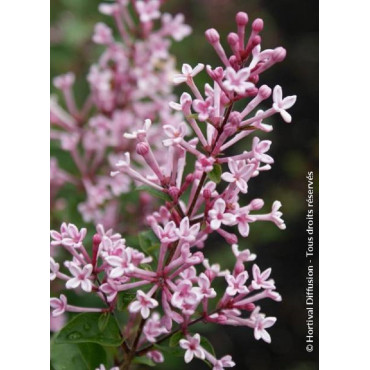 SYRINGA BLOOMERANG ® PINK PERFUM (Lilas)