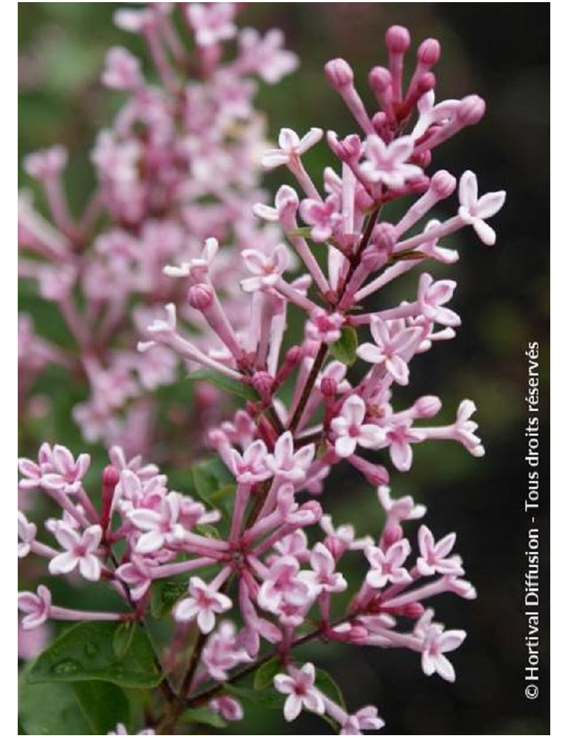 SYRINGA BLOOMERANG ® PINK PERFUM (Lilas)