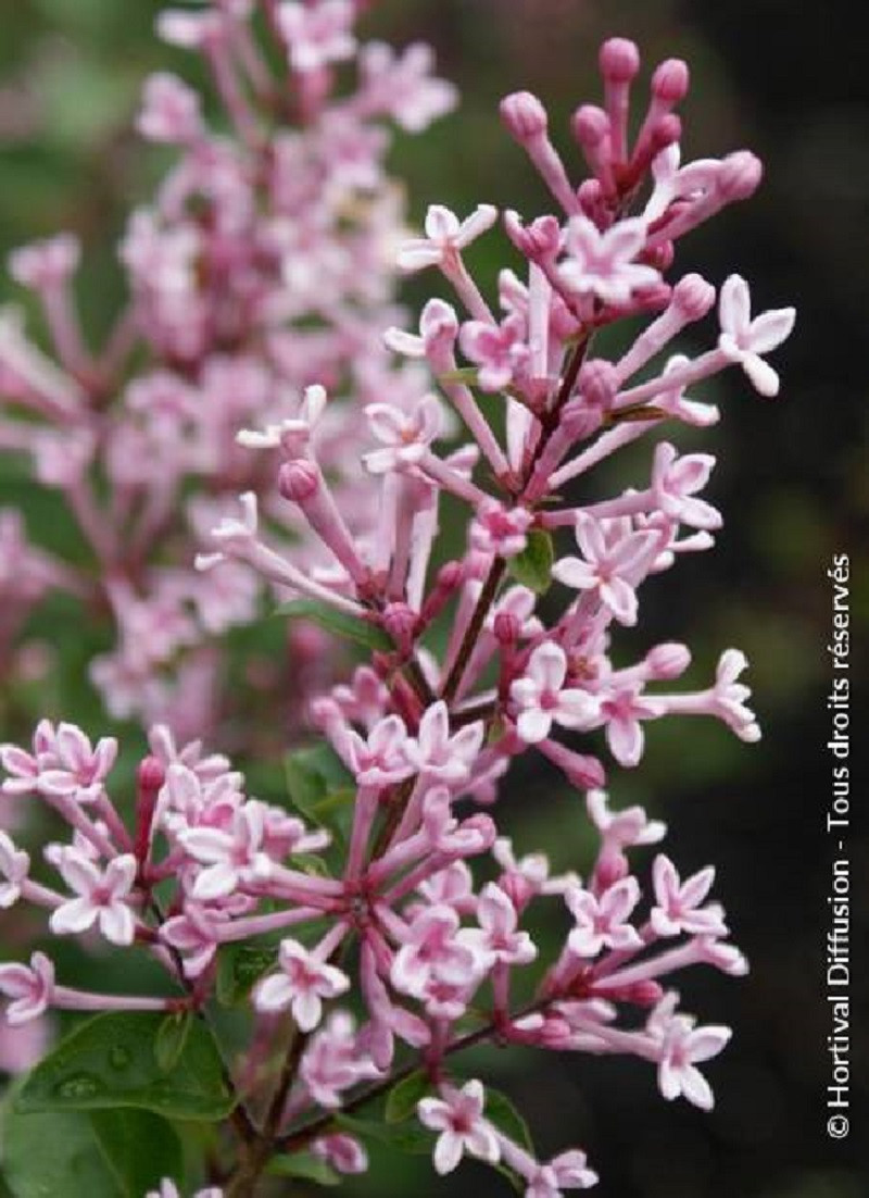 SYRINGA BLOOMERANG PINK PERFUME