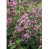 SYRINGA BLOOMERANG ® PINK PERFUM (Lilas)1