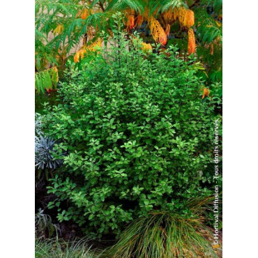 PITTOSPORUM tenuifolium EMERALD DOME ® (Pittospore à petites feuilles)1