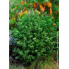 PITTOSPORUM tenuifolium EMERALD DOME ® (Pittospore à petites feuilles)1