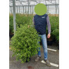 PITTOSPORUM tenuifolium EMERALD DOME (R) En pot de 7-10 litres forme buisson extra