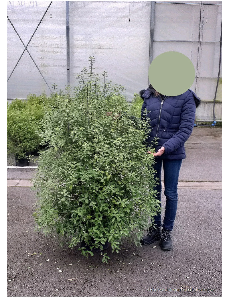 PITTOSPORUM tenuifolium EMERALD DOME® (Pittospore à petites feuilles)