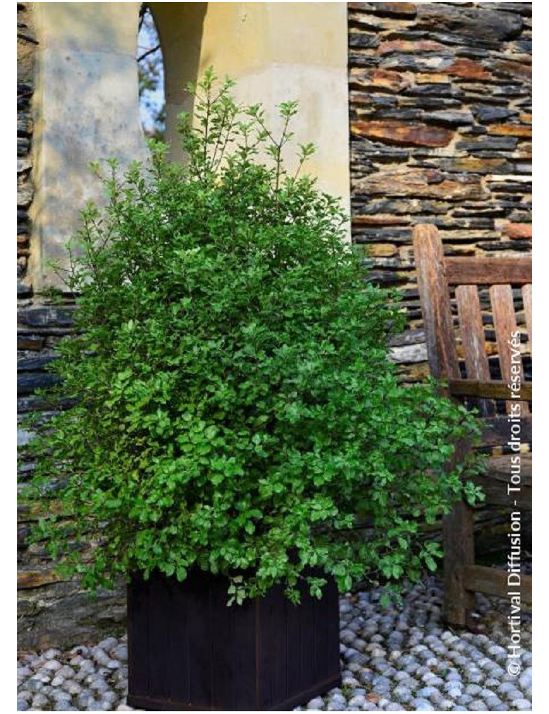 PITTOSPORUM tenuifolium EMERALD DOME ® (Pittospore à petites feuilles)