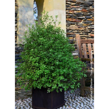 PITTOSPORUM tenuifolium EMERALD DOME ® (Pittospore à petites feuilles)