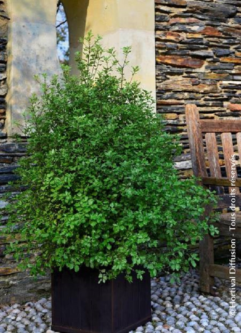 PITTOSPORUM tenuifolium EMERALD DOME