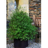 PITTOSPORUM tenuifolium EMERALD DOME ® (Pittospore à petites feuilles)