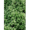 PITTOSPORUM tenuifolium IRENE PATERSON