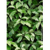 PITTOSPORUM tenuifolium IRENE PATERSON