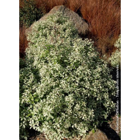 PITTOSPORUM tenuifolium IRENE PATERSON (Pittospore à petites feuilles)