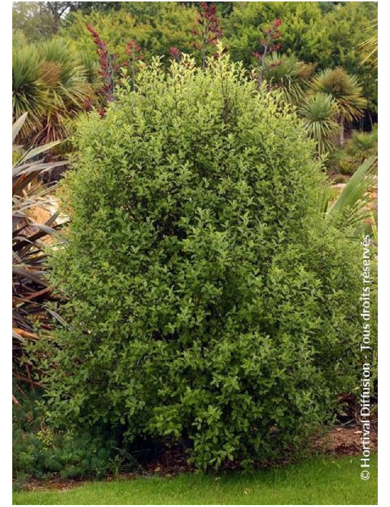 PITTOSPORUM tenuifolium (Pittospore à petites feuilles)1