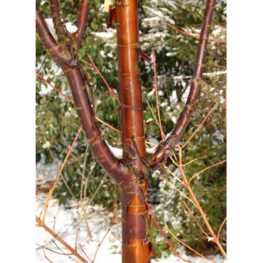 PRUNUS serrula AMBER SCOTS ® (Cerisier du Tibet Amber Scots ®)1