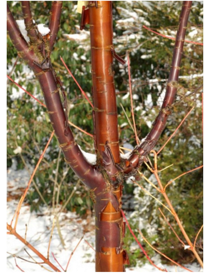 PRUNUS serrula AMBER SCOTS ® (Cerisier du Tibet Amber Scots ®)1