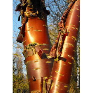 PRUNUS serrula AMBER SCOTS ® (Cerisier du Tibet Amber Scots ®)