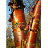 PRUNUS serrula AMBER SCOTS ® (Cerisier du Tibet Amber Scots ®)