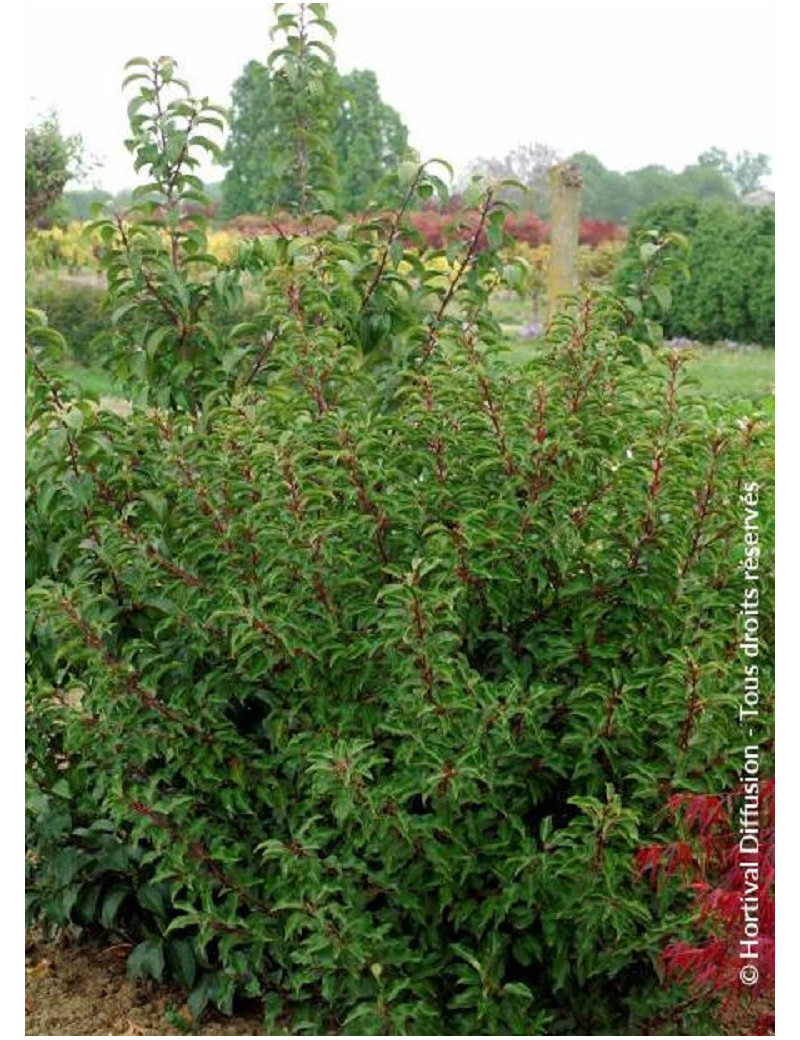 PRUNUS lusitanica BRENELIA cov (Laurier du Portugal Brenelia) PRUNUS lusitanica BRENELIA cov (Laurier du Portugal Brenelia)