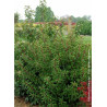 PRUNUS lusitanica BRENELIA
