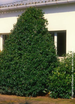 PRUNUS lusitanica MYRTIFOLIA 