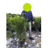 PRUNUS lusitanica MYRTIFOLIA (Laurier du Portugal à feuilles de myrte) En pot de 10-12 litres forme buisson