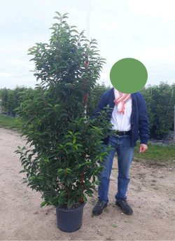 PRUNUS lusitanica MYRTIFOLIA En pot de 25-30 litres 