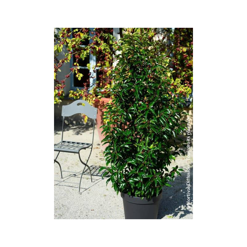 PRUNUS lusitanica MYRTIFOLIA 