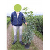 PRUNUS laurocerasus GENOLIA ®(LAURIER-CERISE, LAURIER-AMANDE OU LAURIER-PALME) En pot de 7-10 litres forme buisson