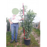 PRUNUS laurocerasus GENOLIA ®(LAURIER-CERISE, LAURIER-AMANDE OU LAURIER-PALME) En pot de 15-20 litres forme buisson