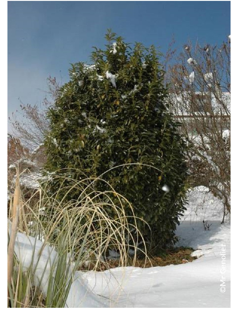 PRUNUS laurocerasus GENOLIA® (Lauriercerise, Laurieramande, Laurier