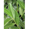 PRUNUS laurocerasus GENOLIA ®(LAURIER-CERISE, LAURIER-AMANDE OU LAURIER-PALME)1