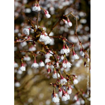 PRUNUS incisa KOJO NO MAI (Cerisier à fleurs du Japon Kojo No Mai)1