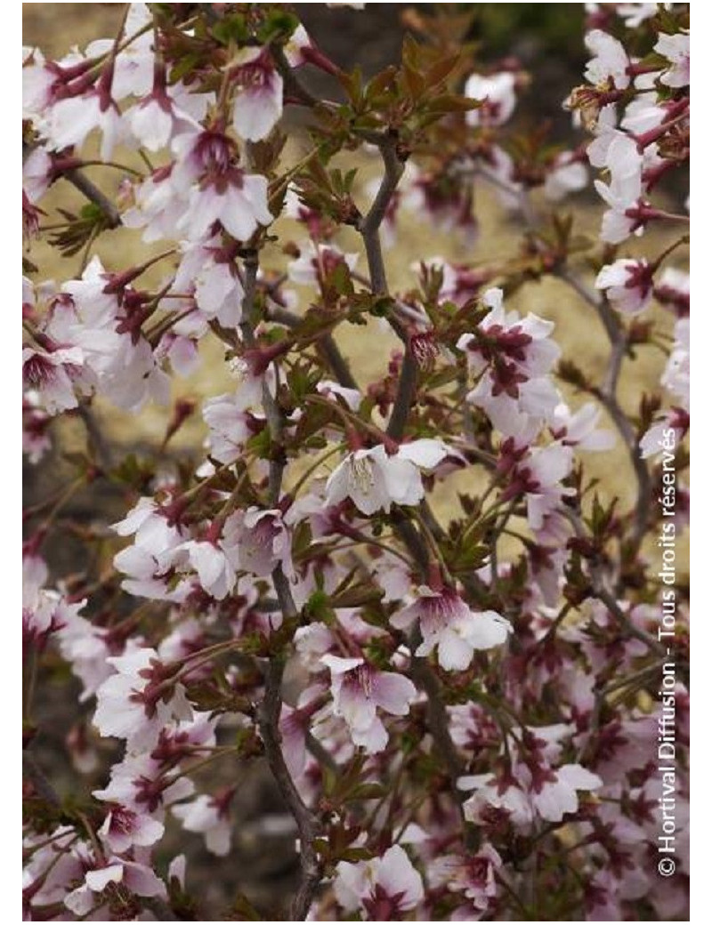 PRUNUS incisa KOJO NO MAI (Cerisier à fleurs du Japon Kojo No Mai)2