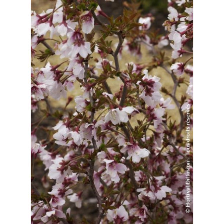 PRUNUS incisa KOJO NO MAI (Cerisier à fleurs du Japon Kojo No Mai)2