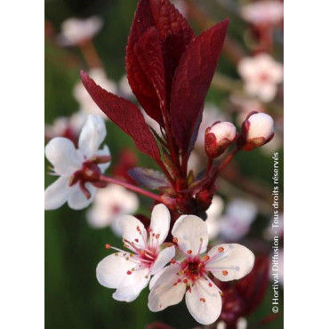 PRUNUS Cistena (Ceriser des sables)1