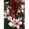 PRUNUS Cistena (Ceriser des sables)1