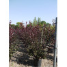 PRUNUS Cistena (Ceriser des sables) En pot de 15-20 litres forme buisson extra fort